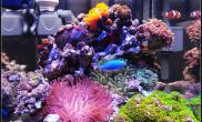 Colorfish的30方缸海水缸珊瑚造景