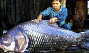 湄公河里的巨型鱼类（多图）