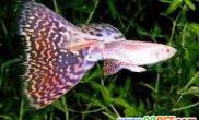 罕见的连体红尾孔雀鱼（图）