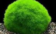 如何栽培日本球藻（图）