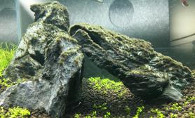 大神们水草缸怎么解决一下草缸石头上藻类？