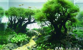 CAA 2015ADA世界水草造景大赛作品《晨曦与黄昏》
