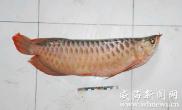 水族馆遭窃价值5万两条红龙鱼致1死1伤（图）