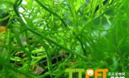 鱼缸水藻怎么有效清除