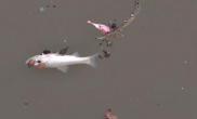 苏州河漂浮大量死鱼专家称缘于复合型污染（图）