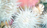 美丽的海洋生物－珊瑚（图）