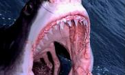 新西兰上演罕见鲨鱼袭人事件（多图）