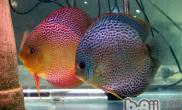 七彩神仙鱼的六种刺激繁殖法