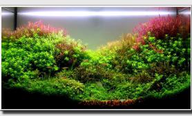 Aquascape of the Month March: 