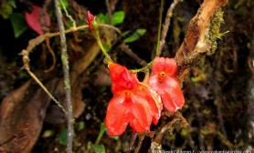 植物原生境(Orchidaceae)—Porroglossum 伸唇兰