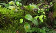 植物原生境(Orchidaceae)—Pleurothallis(Pleu.) 叶上花属