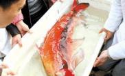 长江如皋段发现胭脂鱼二级保护动物濒危物种（图）