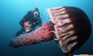 大洋深处极其罕见的绝美生物（多图）