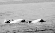 30多只白海豚“携家带口”在五缘湾嬉戏（图）