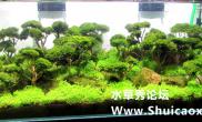 2015年上海国际水族用品展（部分造景）