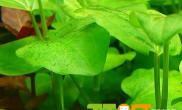 绿斑藻如何处理怎么去除绿斑藻