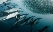 水下摄影师拍摄到海豚群排队进餐
