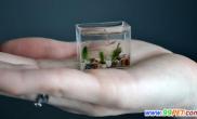 养鱼杰作微型玻璃鱼缸（图）