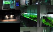 国内水族店水草缸造景上海尺寸设计H2O水族空间设计