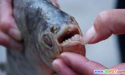 江西鄱阳湖现疑似“食人鱼”牙齿尖利（多图）