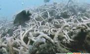 台学者称2100年珊瑚鱼类灭绝消失（图）