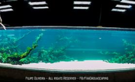 半成景鱼缸水族箱天野尚40米巨缸第二波照片来袭鱼缸水族箱