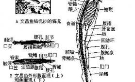 文昌鱼的体形结构及生存特点（图）