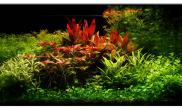 Aquascape of the Month - 