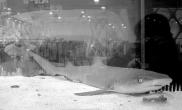 温州宠物店售宠物鲨鱼见熟人会打招呼（图）