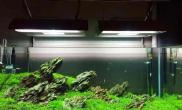 奇峰罗列水草缸翠绿欲滴沉木杜鹃根青龙石水草泥一个多月水草缸成景分享鱼缸水族箱