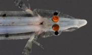 科学家发现神奇“四眼鱼”（图）