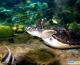 香港海洋公园“海洋奇观”展出逾5000条珍稀鱼类（图）