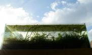窗台边上无人打理水草缸在阳光下自然生长的水草缸