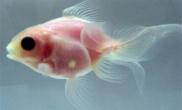 日本成功培育透明金鱼心脏脑袋清晰可见