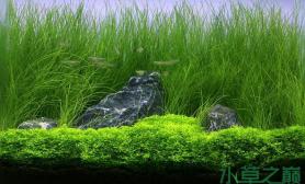 水草造景怎样构造一个自然的水草缸【水草之魅仟湖献礼庆双节】