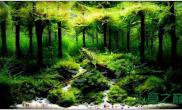 水族箱造景国际大赛的水草造景--小树林