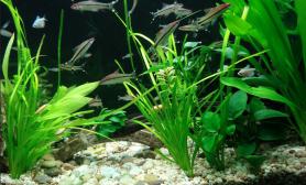 1图片2米水草深缸-多种灯科鱼（2个月状态~~）