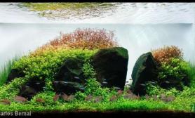 水草造景水草造景---香格里拉的裂缝