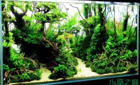 水族箱造景超赞的热带雨林水草缸鱼缸水族箱