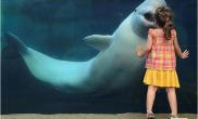 美国小女孩水族馆获白鲸亲吻（多图）
