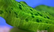绿藻和绿斑藻的鉴别方法