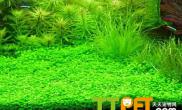 藻类对鱼和水质有哪些影响