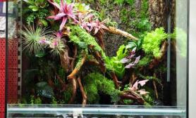 雨林水陆生态缸34