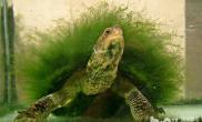 绿毛龟是什么品种