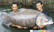 泰渔民钓上重116公斤大鲤鱼（图）