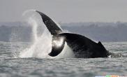 座头鲸游逾9800公里刷新哺乳动物游泳世界纪录（图）