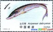 重庆渔民误捕达氏鲟属国家一级保护动物（图）