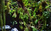 精彩作品集雨林梦2016雨林生态缸100CM及以上非标尺寸草缸
