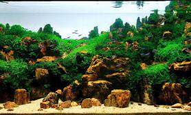 超白鱼缸造景之中国式水草造景