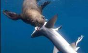 凶猛海豹吞食五条鲨鱼（图）